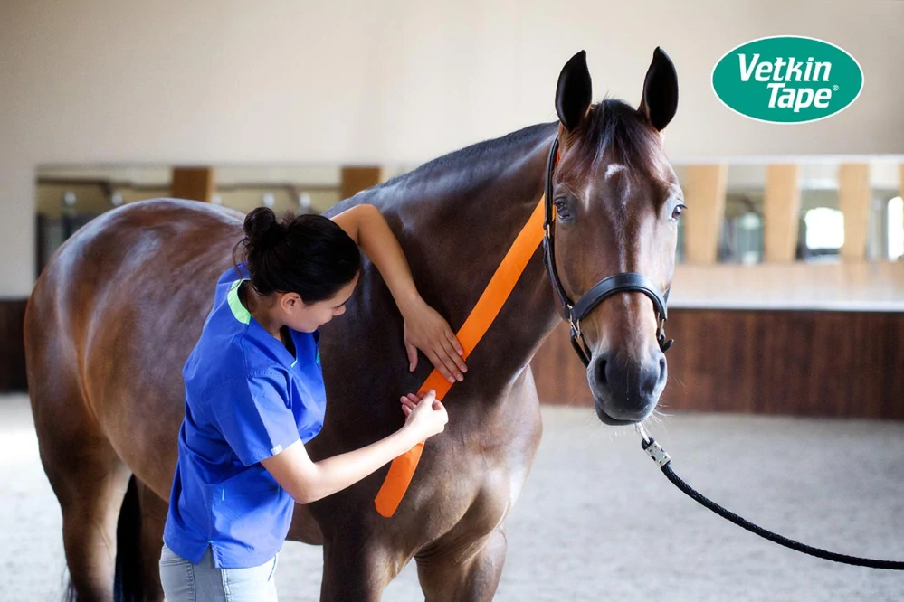 MTC® Příručka – Koně