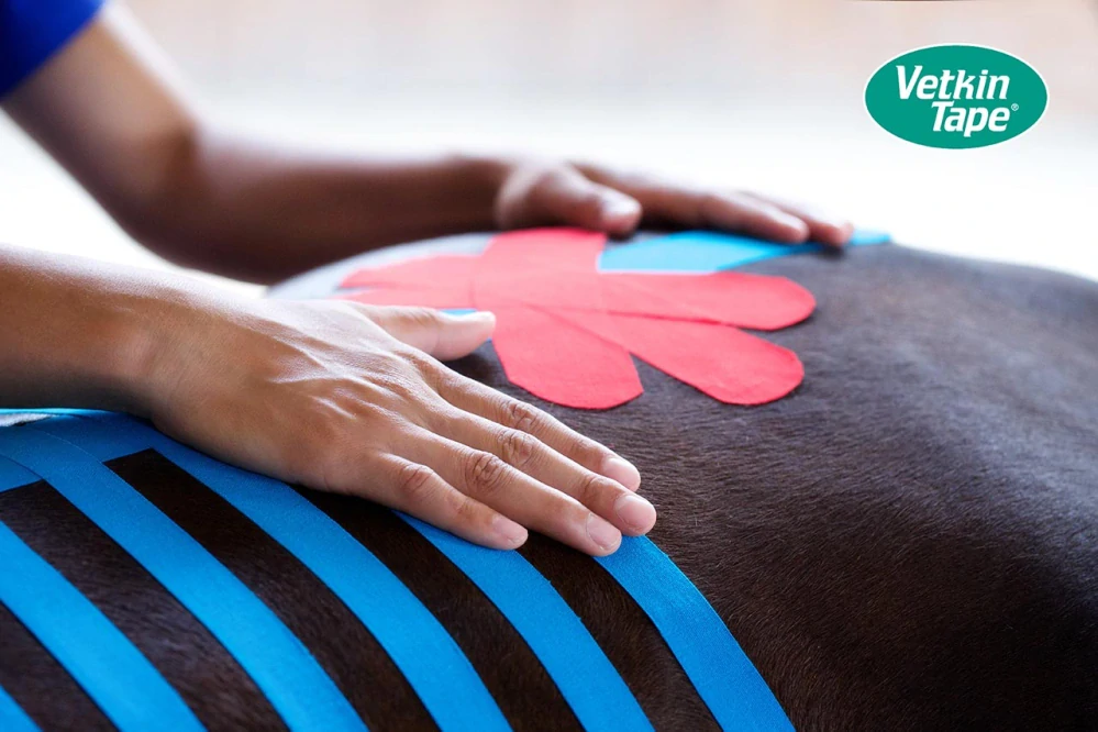 MTC® Příručka – Koně