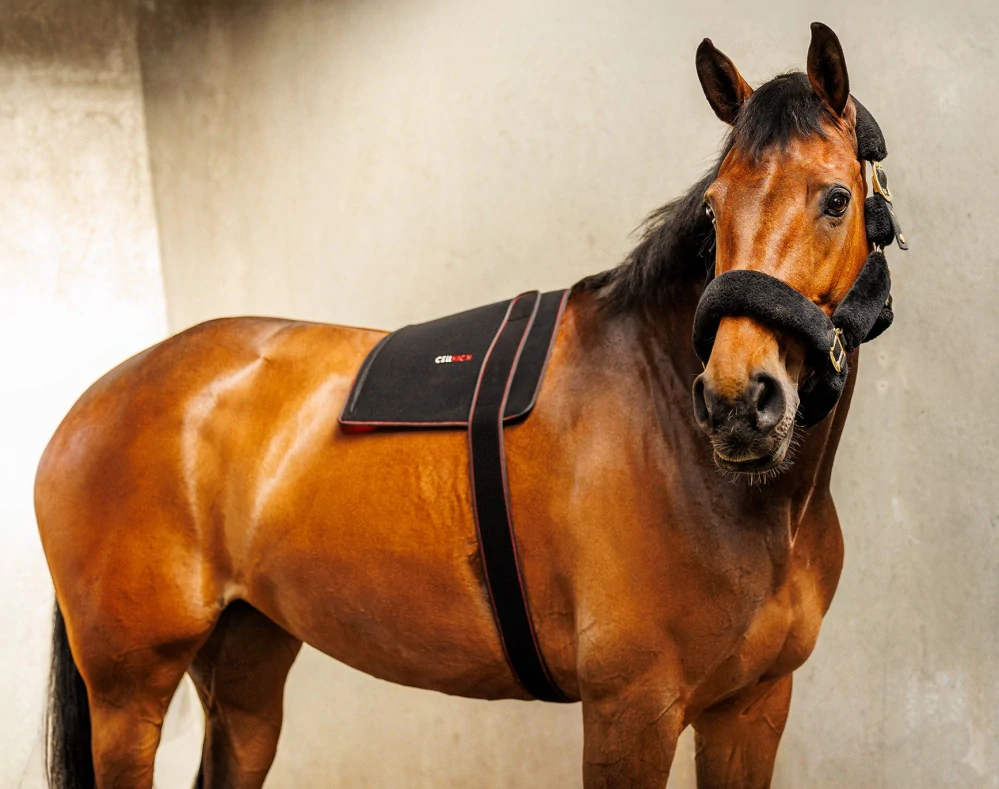 Zádový/Krční pad