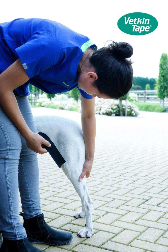 Úvodní sada pro tejpování psů